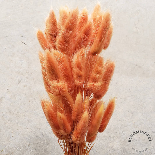 Dried Bunny Tails, 50-60stems - Terracotta Orange (110)