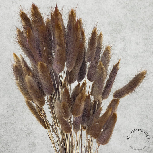 Dried Bunny Tails, 50-60stems - Chocolate Brown (131)